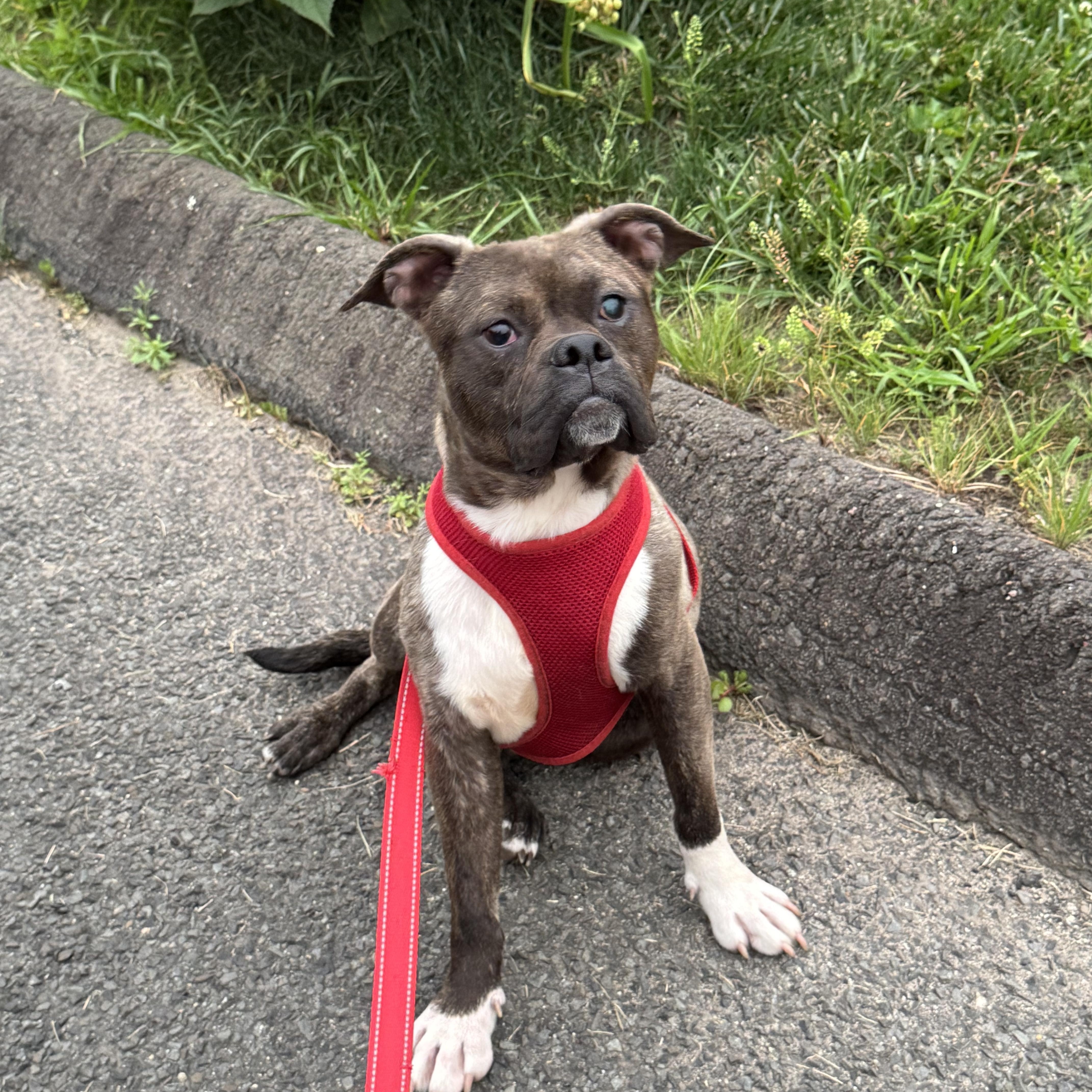 Enlarge Bugsy, a Adoptable mixed breed in Watertown, CT image 1/1