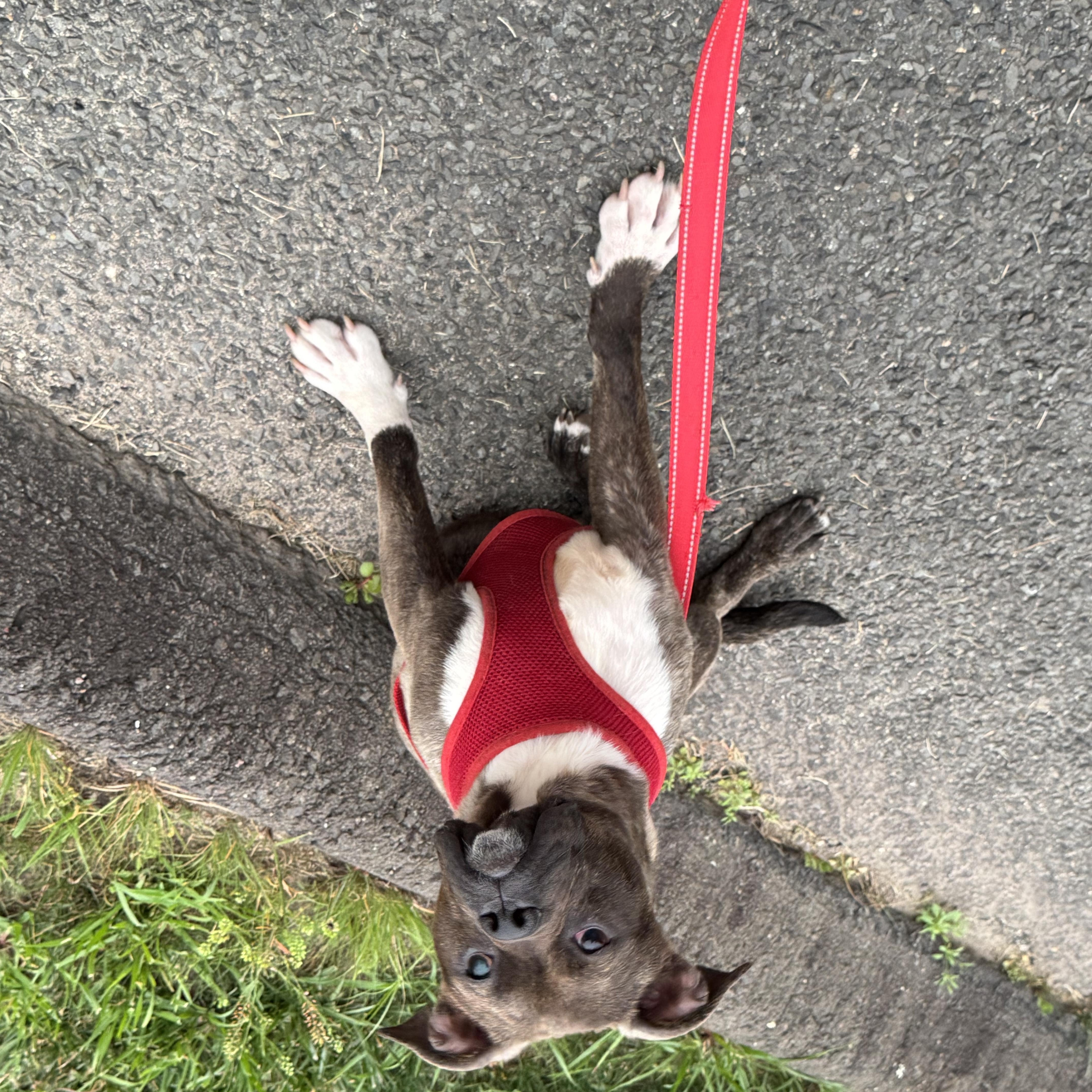 Enlarge Bugsy, a Adoptable mixed breed in Watertown, CT image 1/1