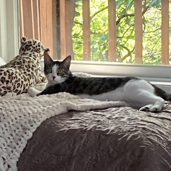 Enlarge Riley, a Adoptable Domestic Short Hair in FAIRWAY, KS image 2/4