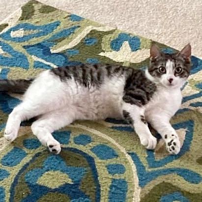 Enlarge Riley, a Adoptable Domestic Short Hair in FAIRWAY, KS image 3/4