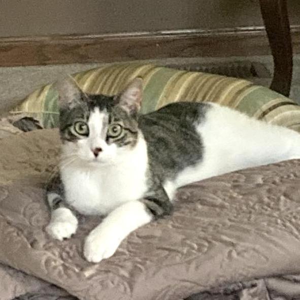 Riley, Adoptable, Young Male Domestic Short Hair.