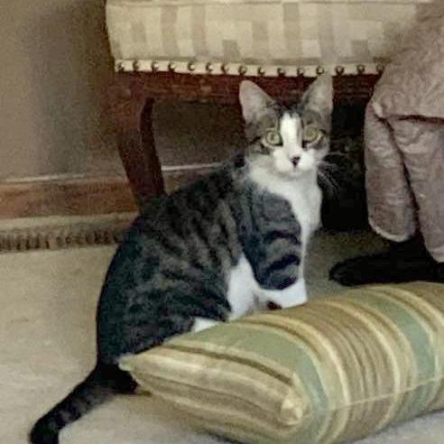 Enlarge Riley, a Adoptable Domestic Short Hair in FAIRWAY, KS image 4/4