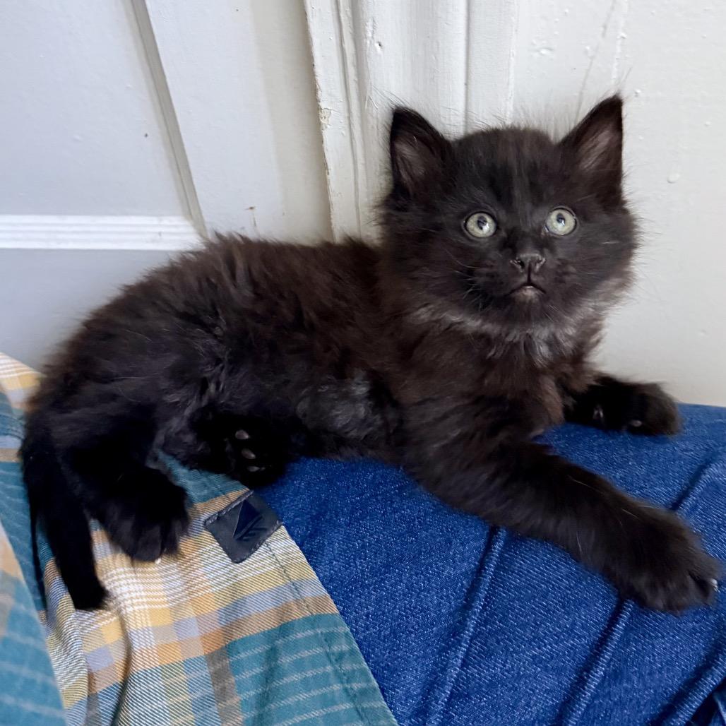 Enlarge Uncle Baby Billy, a Adoptable Domestic Long Hair in Costa Mesa, CA image 1/4