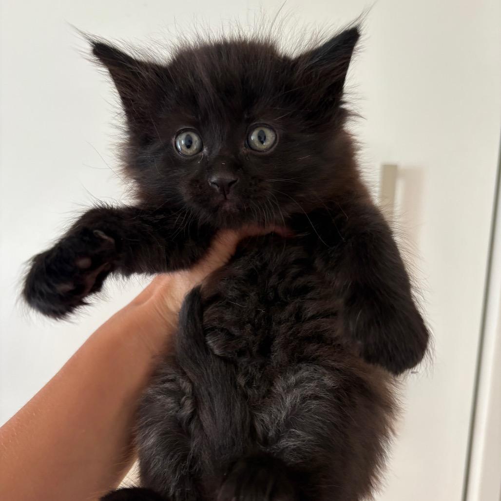 Enlarge Uncle Baby Billy, a Adoptable Domestic Long Hair in Costa Mesa, CA image 2/4