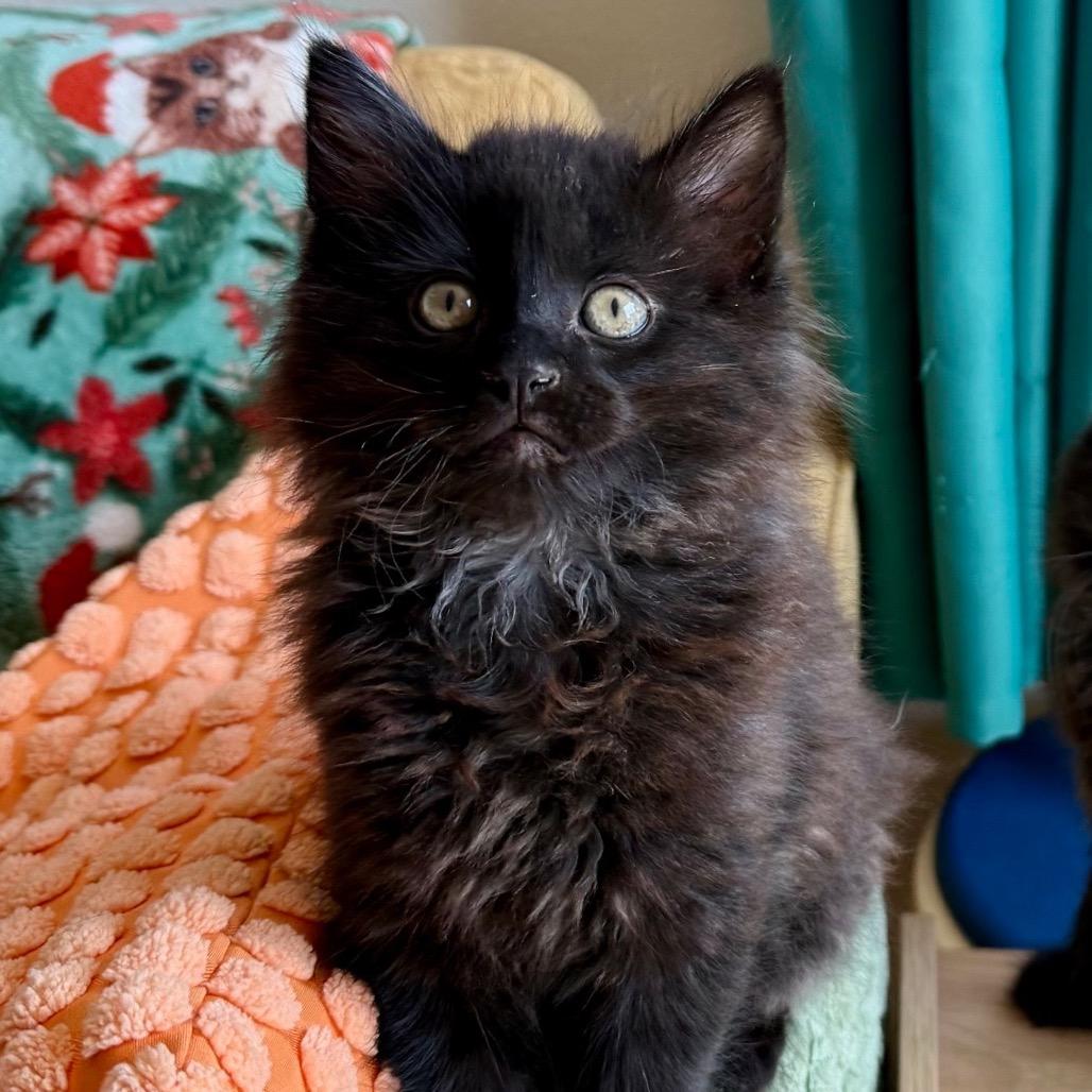 Enlarge Uncle Baby Billy, a Adoptable Domestic Long Hair in Costa Mesa, CA image 3/4