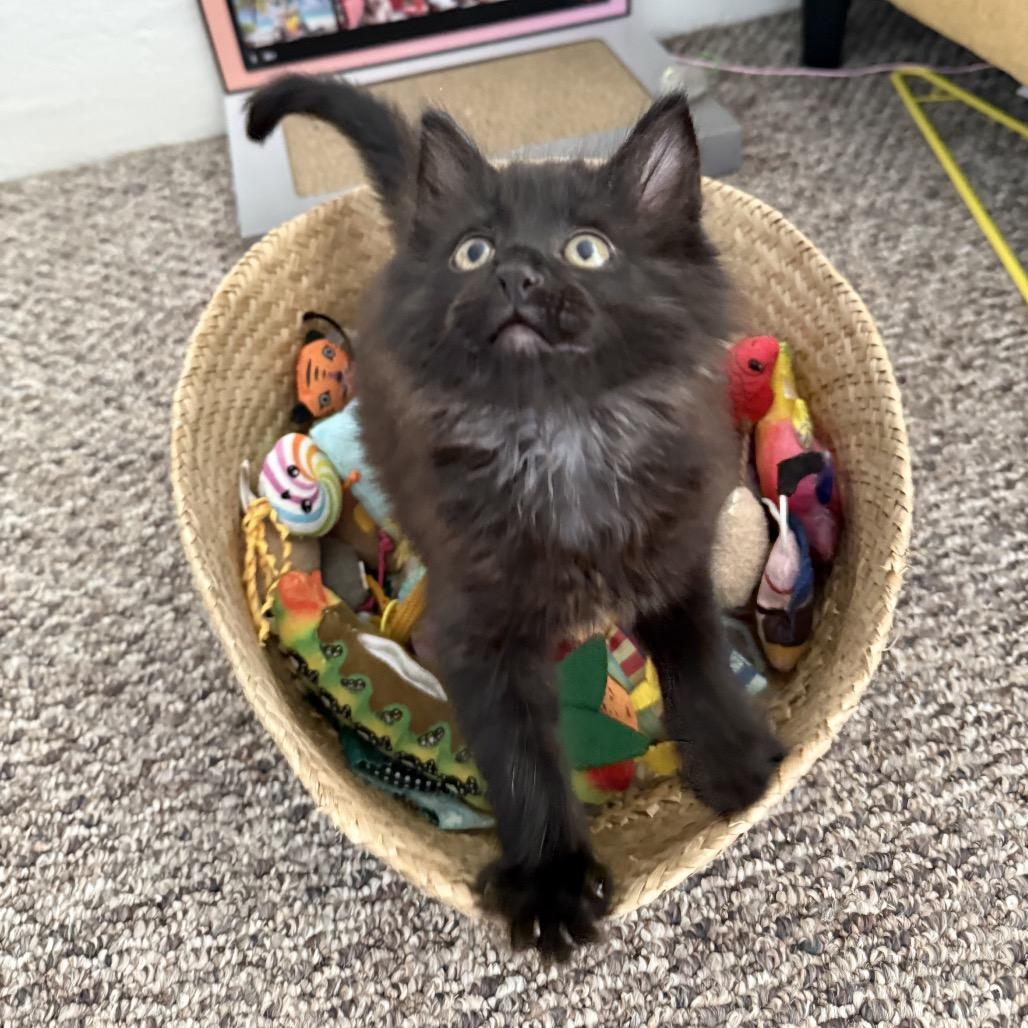 Enlarge Uncle Baby Billy, a Adoptable Domestic Long Hair in Costa Mesa, CA image 4/4