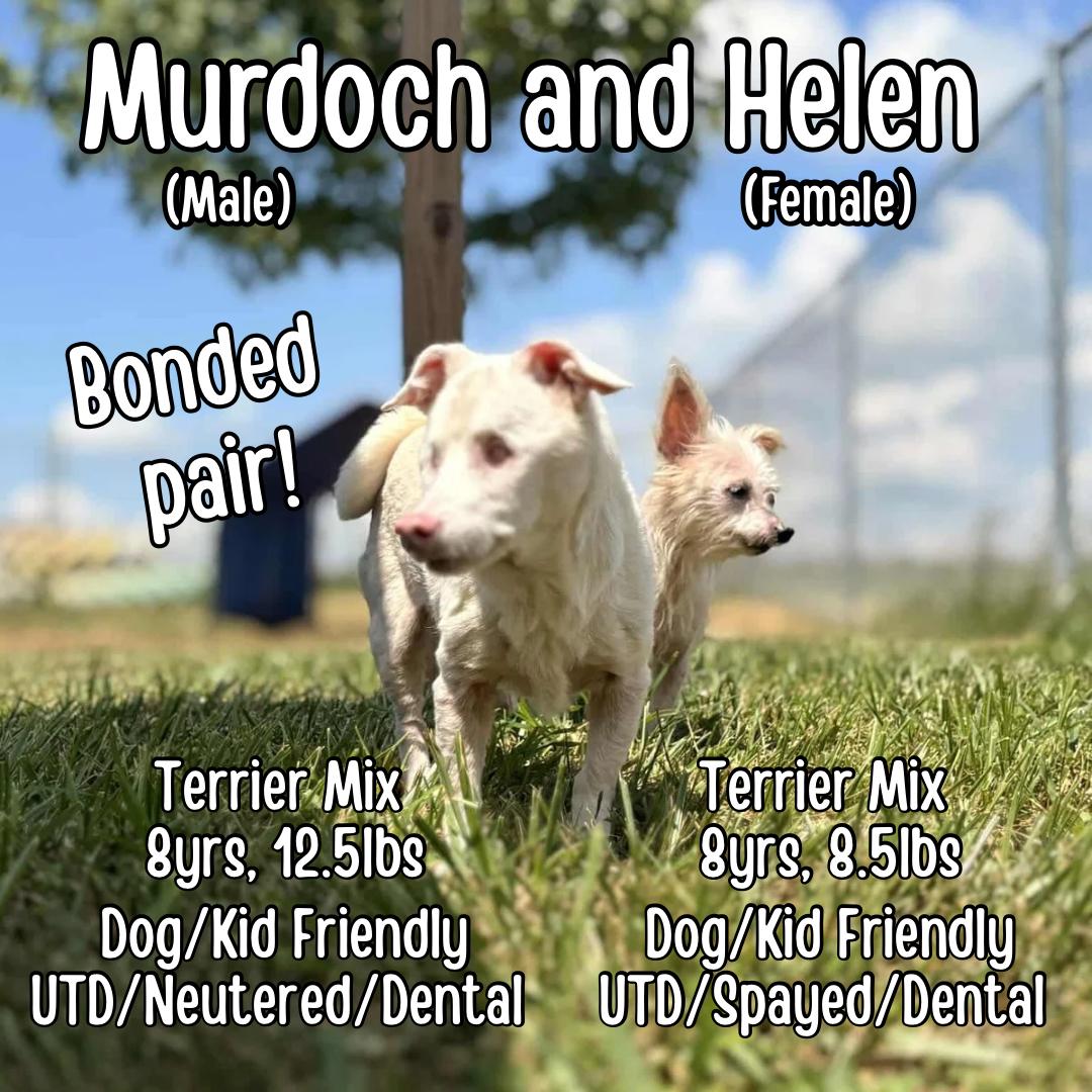 Enlarge Murdoch, a Adoptable mixed breed in Lancaster, KY image 1/6