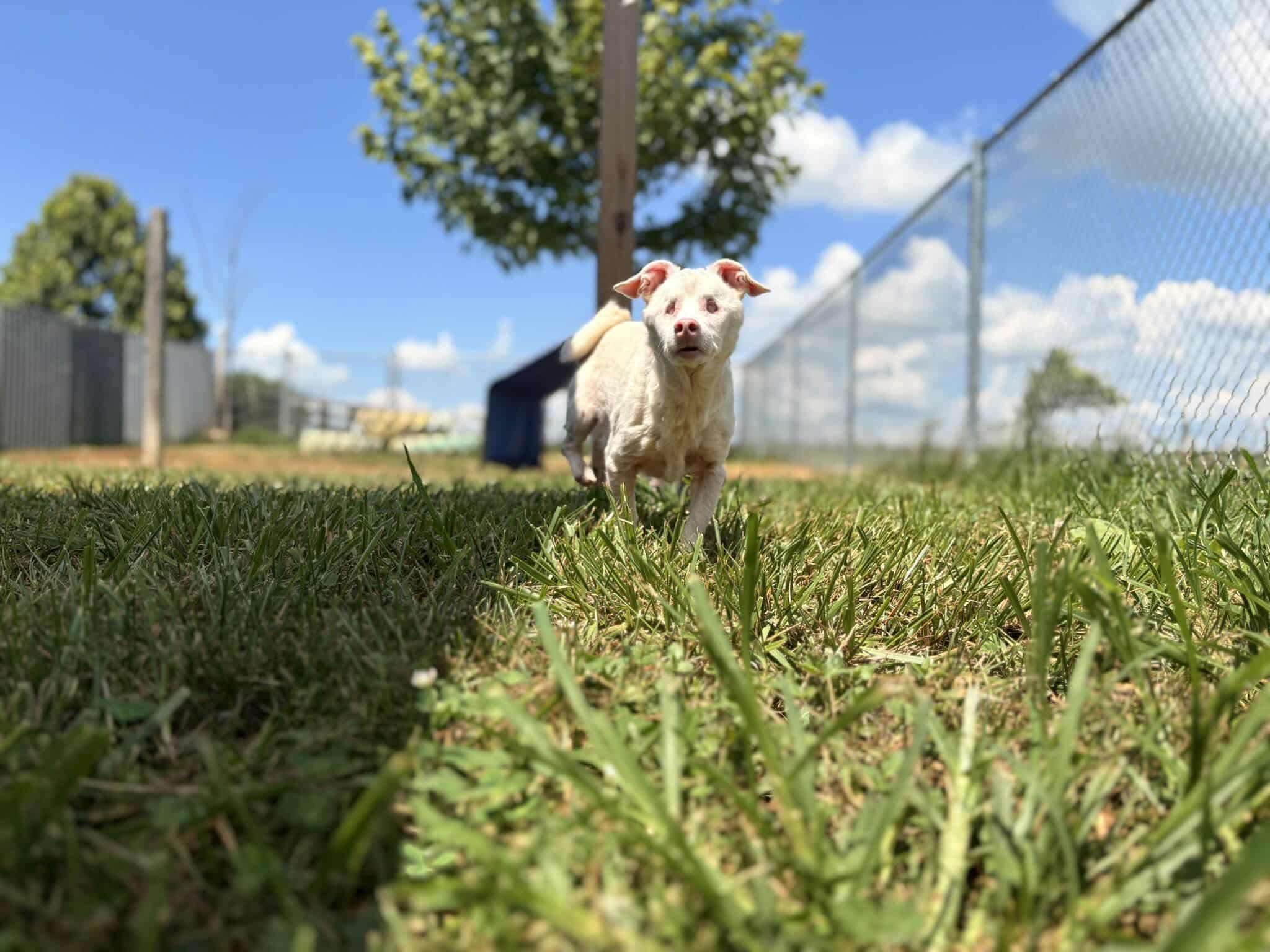 Enlarge Murdoch, a Adoptable mixed breed in Lancaster, KY image 4/6