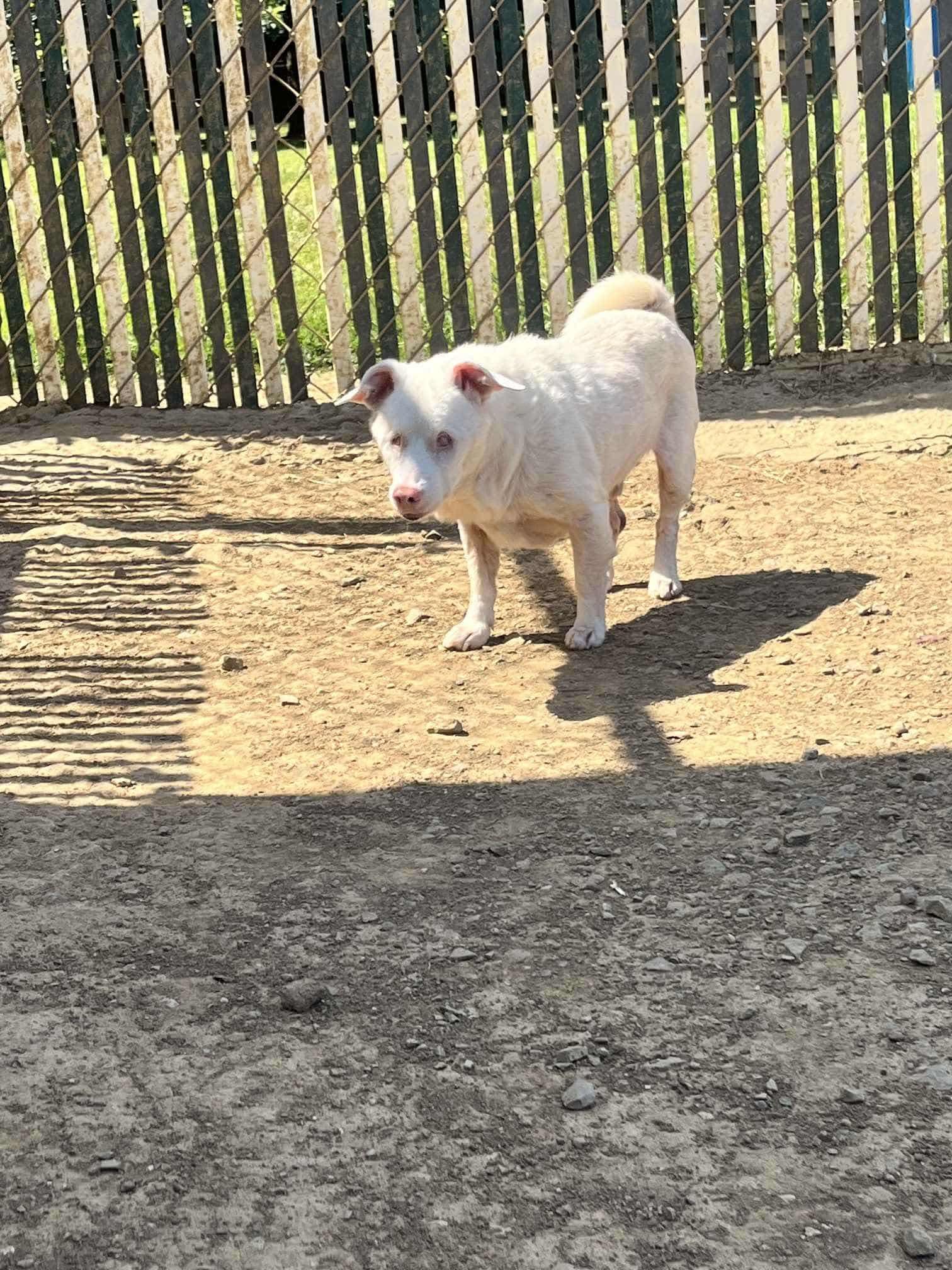 Enlarge Murdoch, a Adoptable mixed breed in Lancaster, KY image 5/6