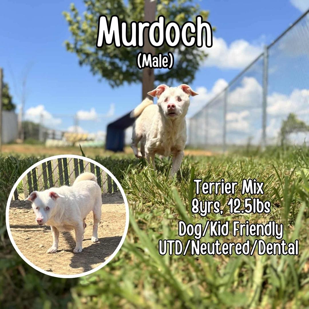 Enlarge Murdoch, a Adoptable mixed breed in Lancaster, KY image 6/6