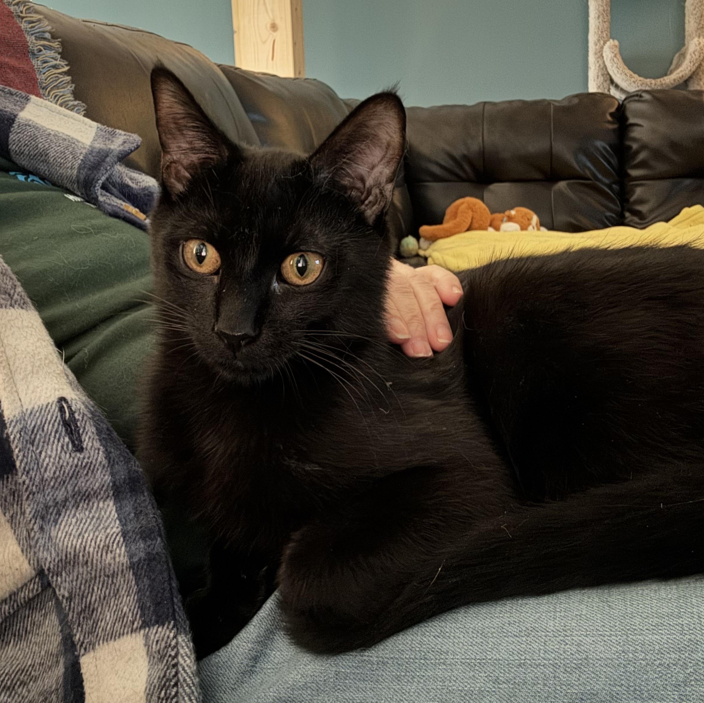 Jasper, Adopted, Young Male Domestic Short Hair.