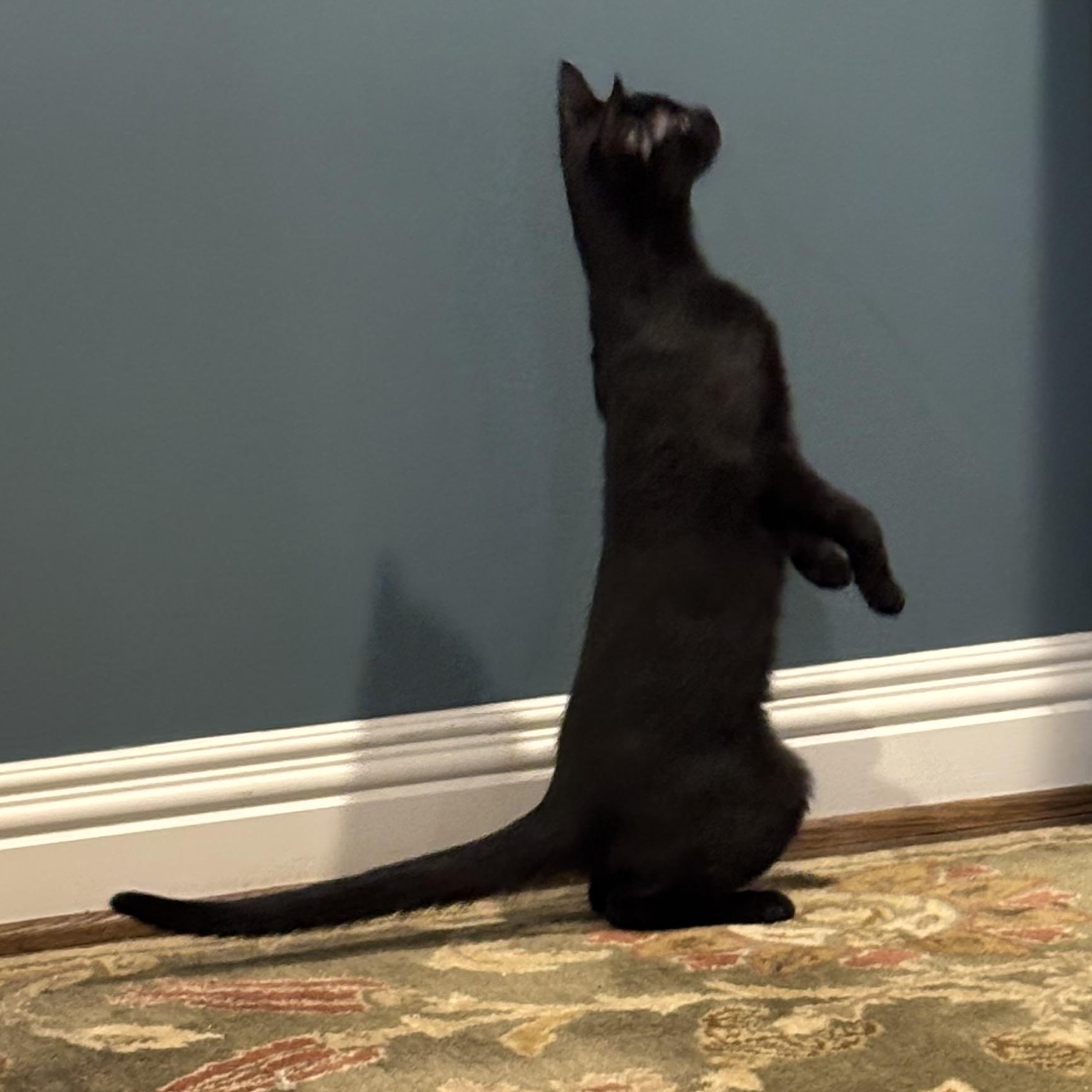 Enlarge Jasper, a Adopted Domestic Short Hair in Winchester, VA image 2/3