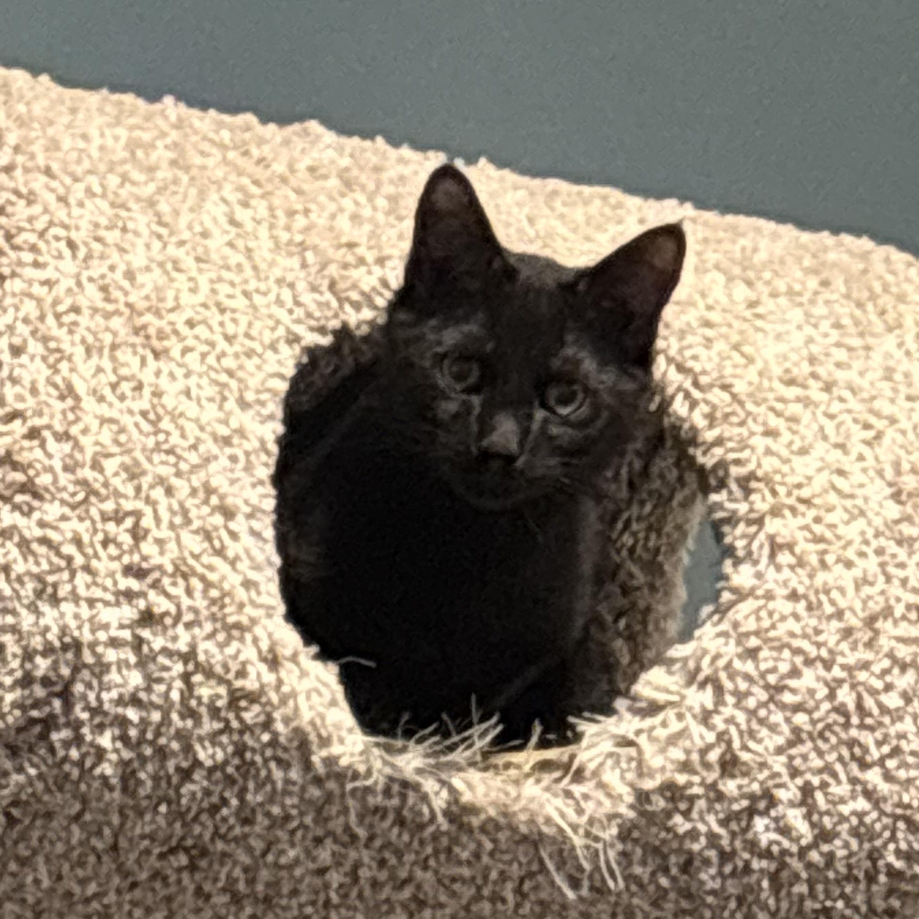 Enlarge Jasper, a Adopted Domestic Short Hair in Winchester, VA image 3/3