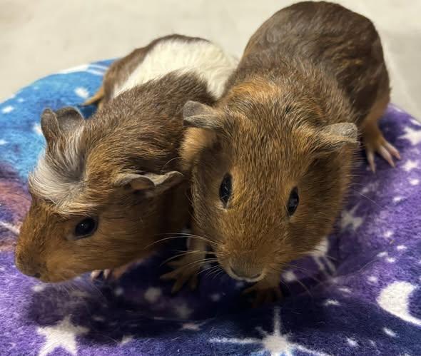 Enlarge Cosmo & Copper, a Adoptable Guinea Pig in Amherst, NY image 1/1