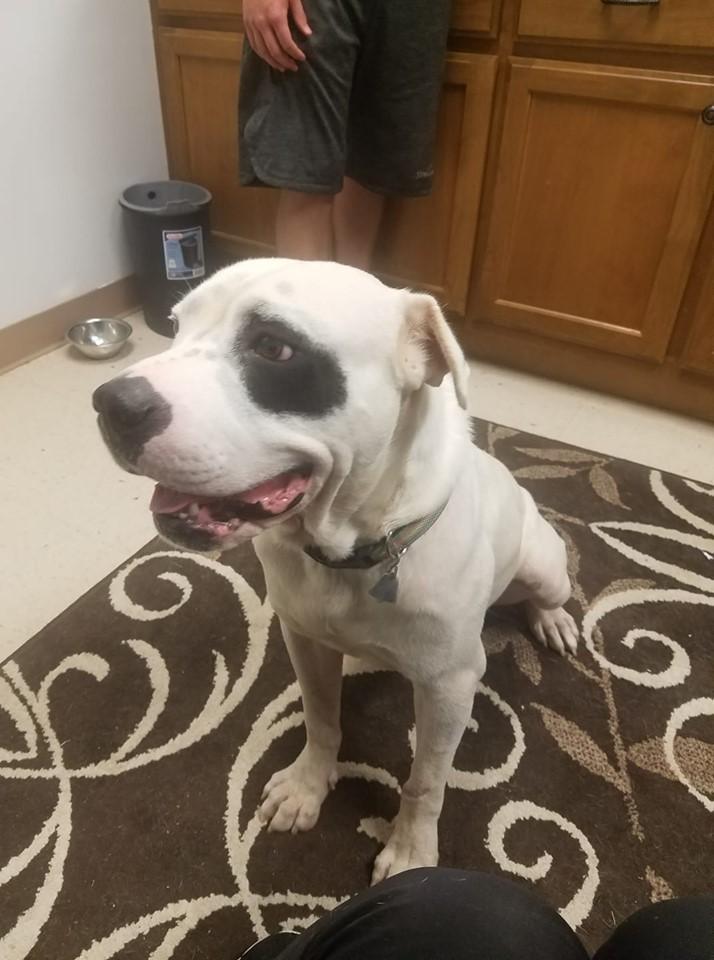 Moose, a Adopted mixed breed in Lexington, TN image 1/2