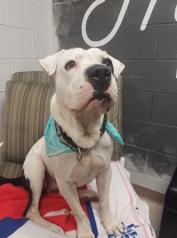 Moose, a Adopted mixed breed in Lexington, TN image 2/2