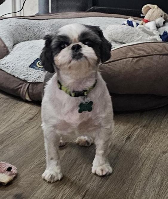 Sheena, Adoptable, Adult Female Shih Tzu.