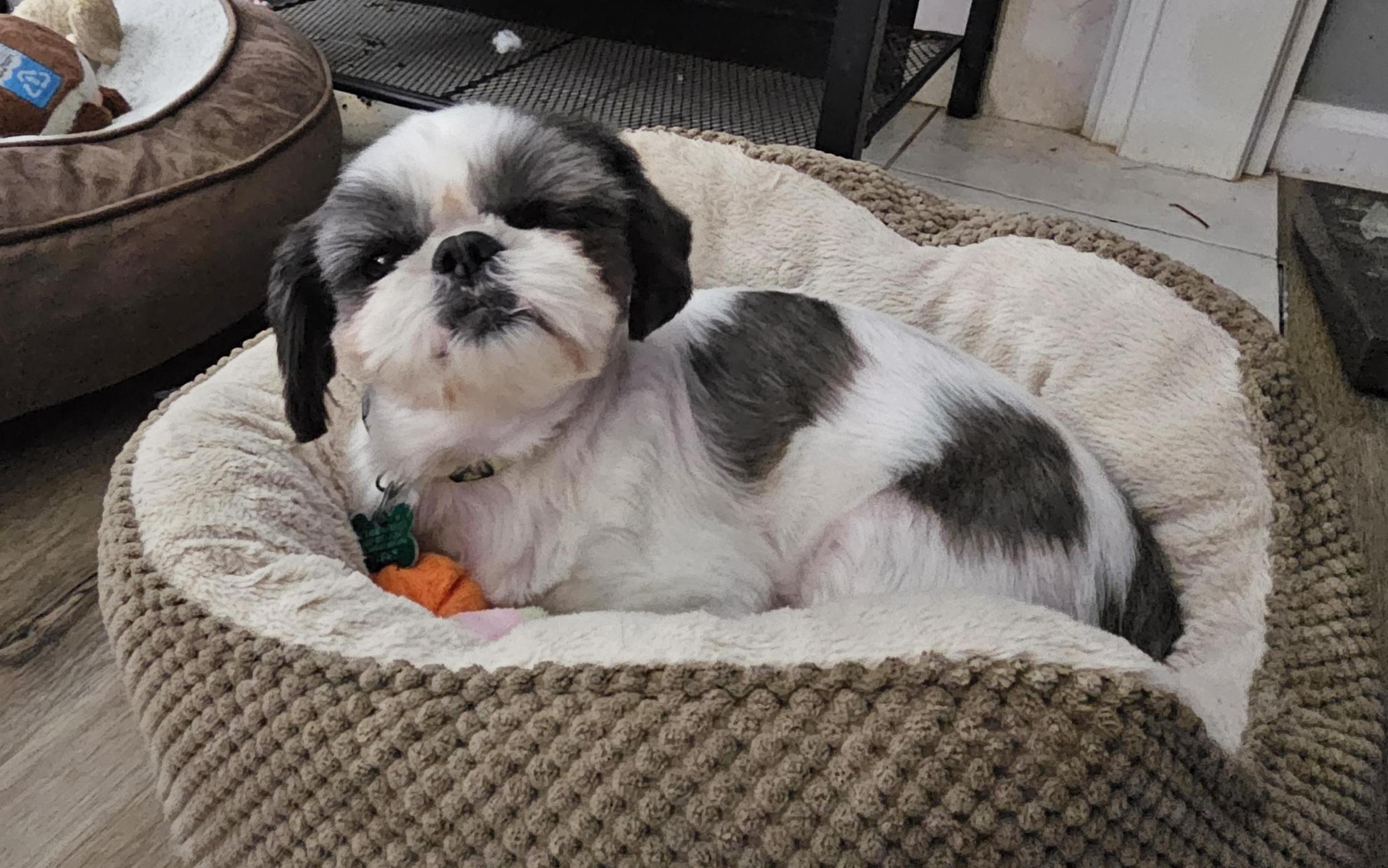 Enlarge Sheena, a Adoptable Shih Tzu in Aurora, IL image 2/4