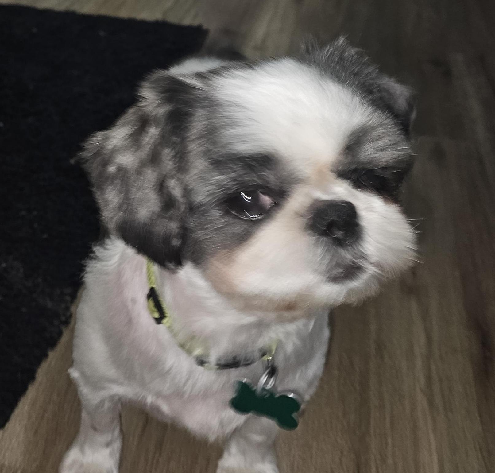 Enlarge Sheena, a Adoptable Shih Tzu in Aurora, IL image 3/4