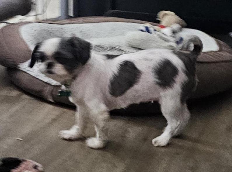 Enlarge Sheena, a Adoptable Shih Tzu in Aurora, IL image 4/4