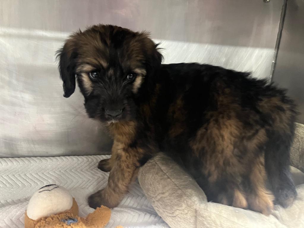 Maverick (Abraham), Adopted, Puppy Male Bernese Mountain Dog & Poodle.
