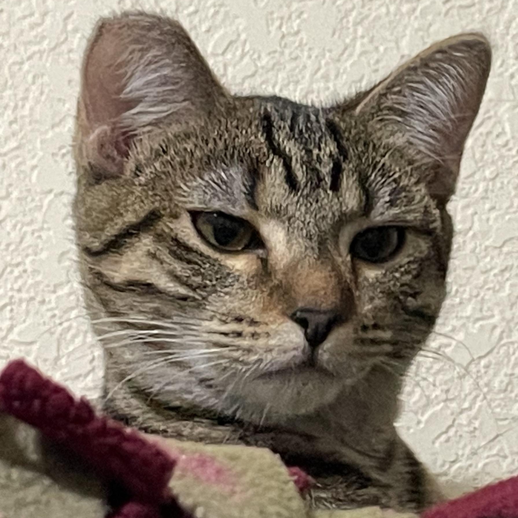 Millie, a Adopted mixed breed in Clarkdale, AZ image 3/5