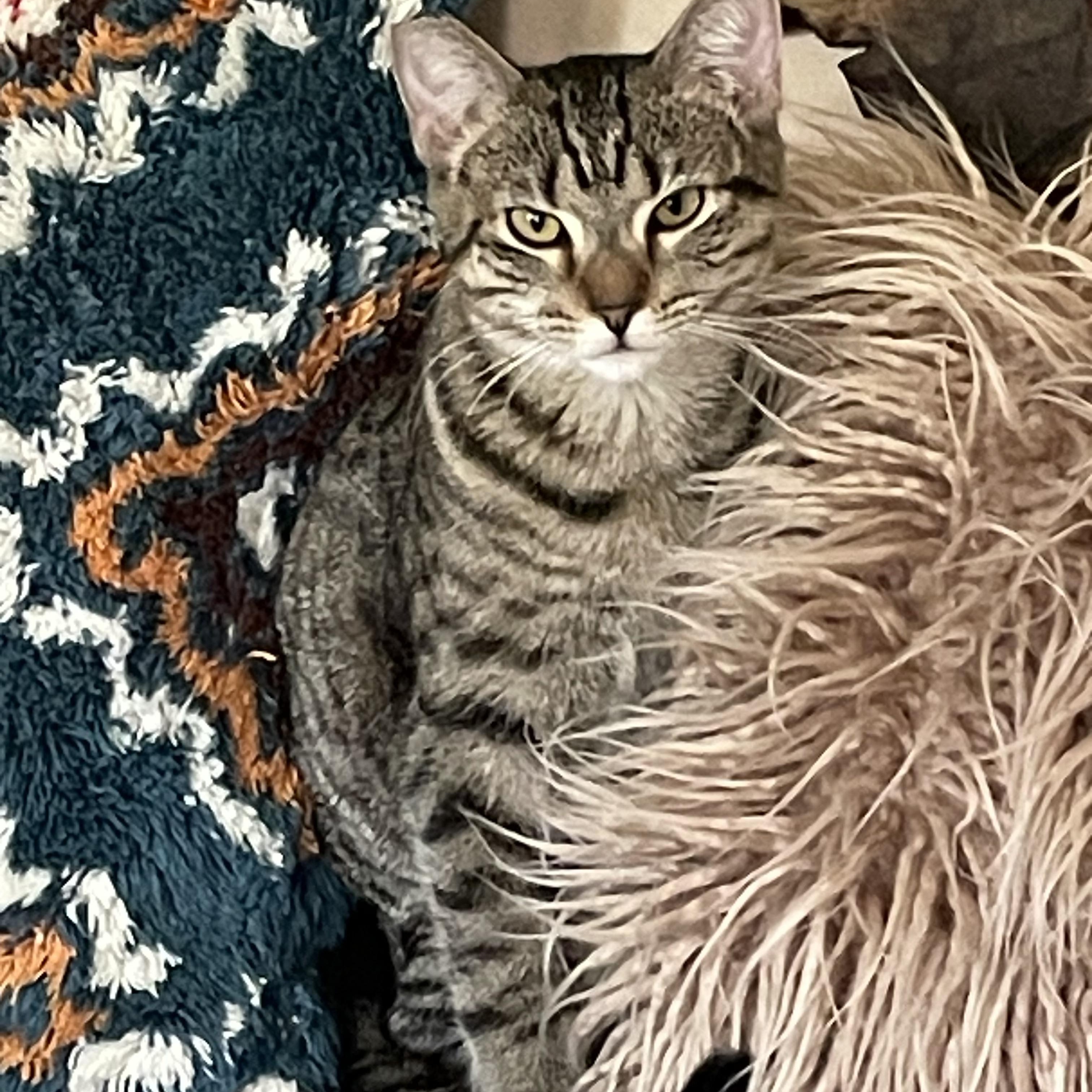 Millie, a Adopted mixed breed in Clarkdale, AZ image 4/5