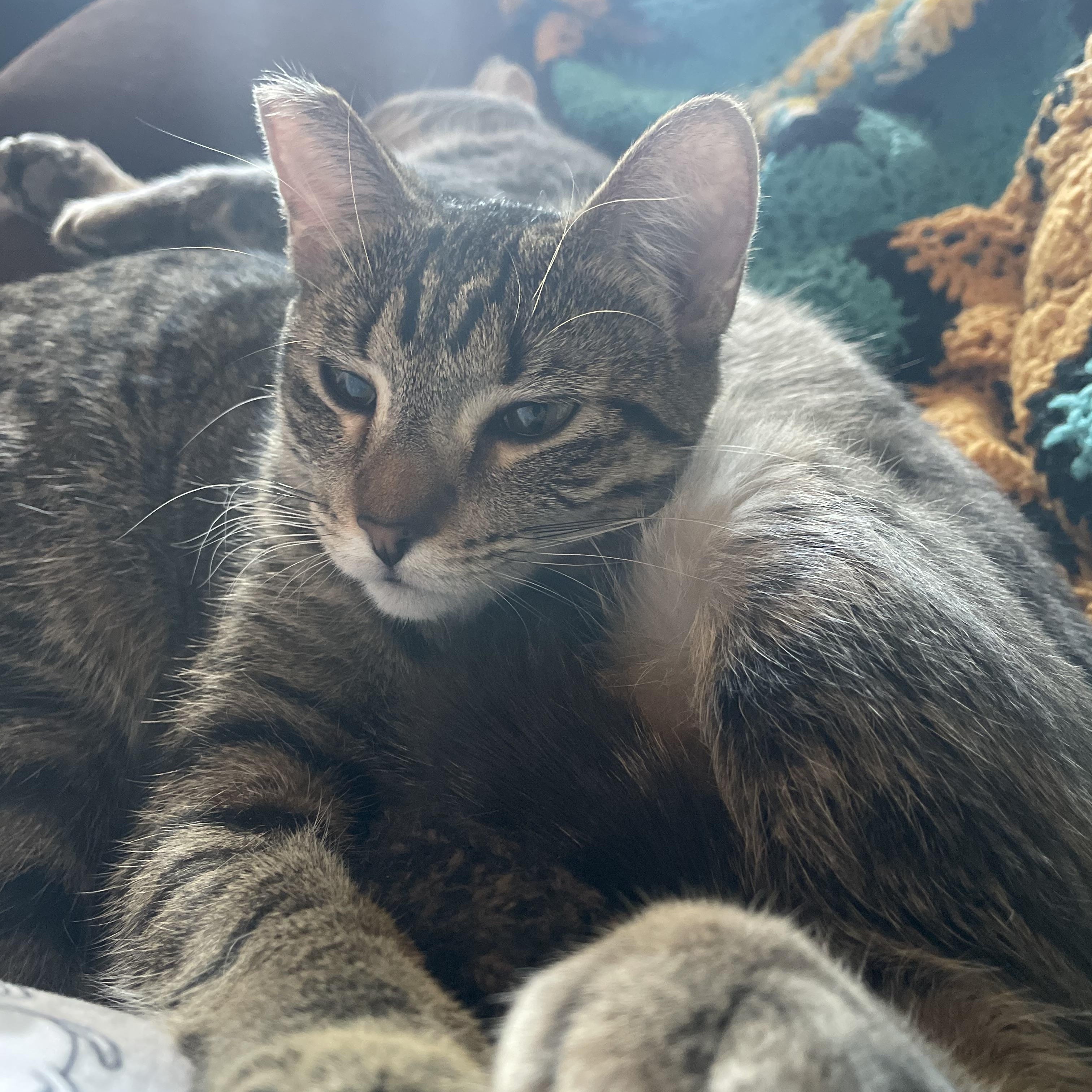 Millie, a Adopted mixed breed in Clarkdale, AZ image 5/5