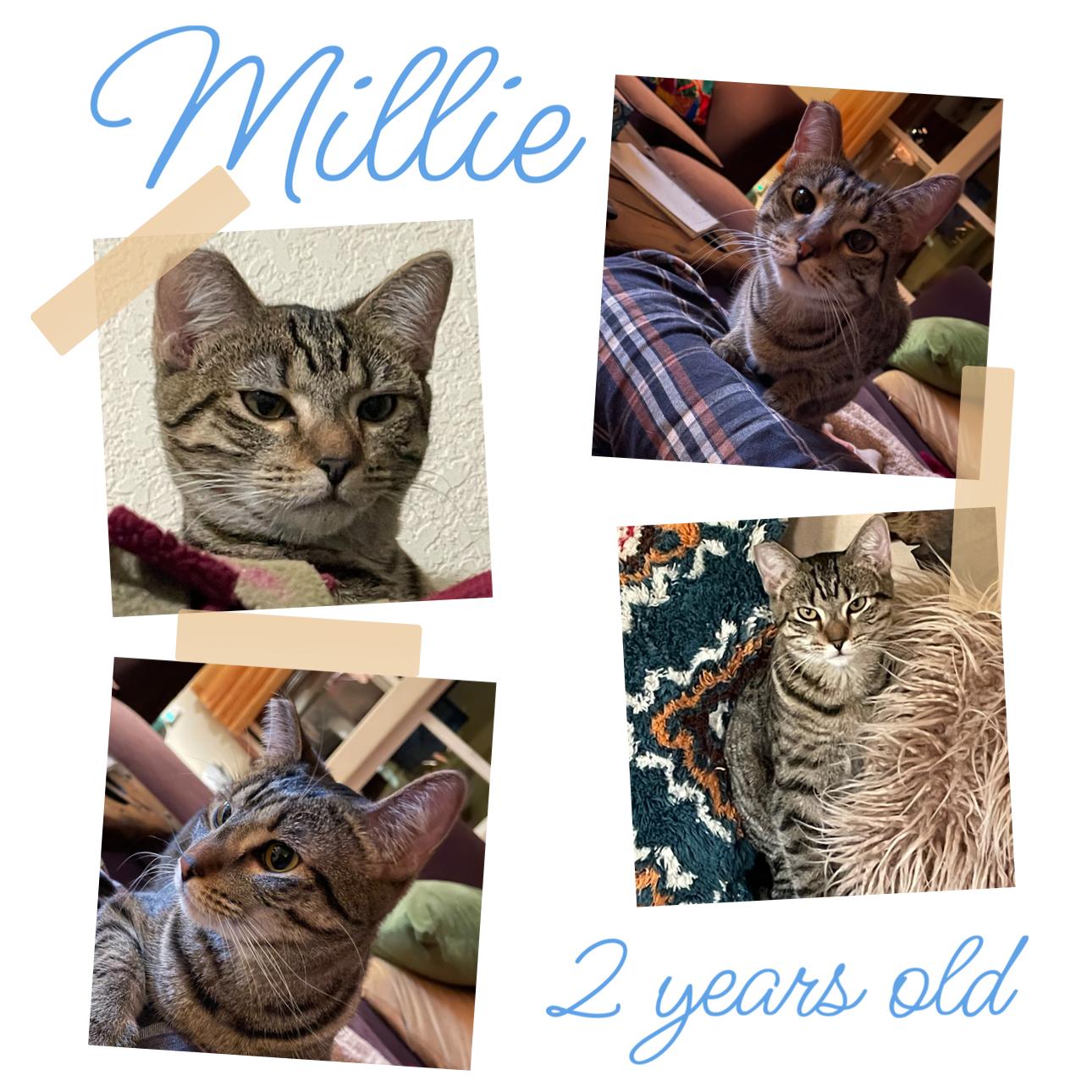 Millie, Adopted, Adult Female Tabby.
