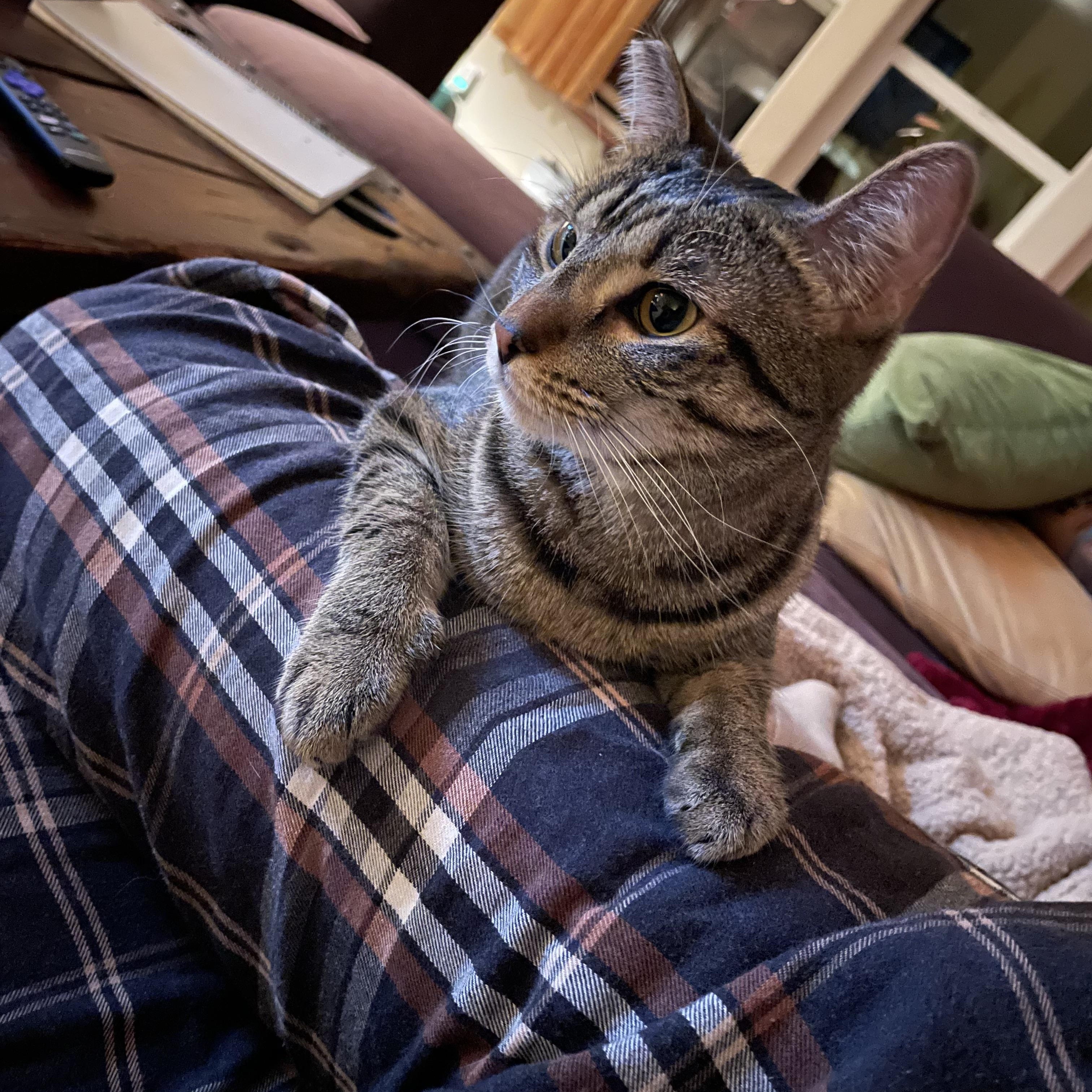 Millie, a Adopted mixed breed in Clarkdale, AZ image 2/5