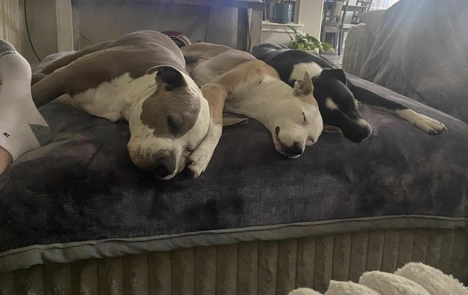 Enlarge CLYDE, a Adoptable mixed breed in Farmington, UT image 4/4