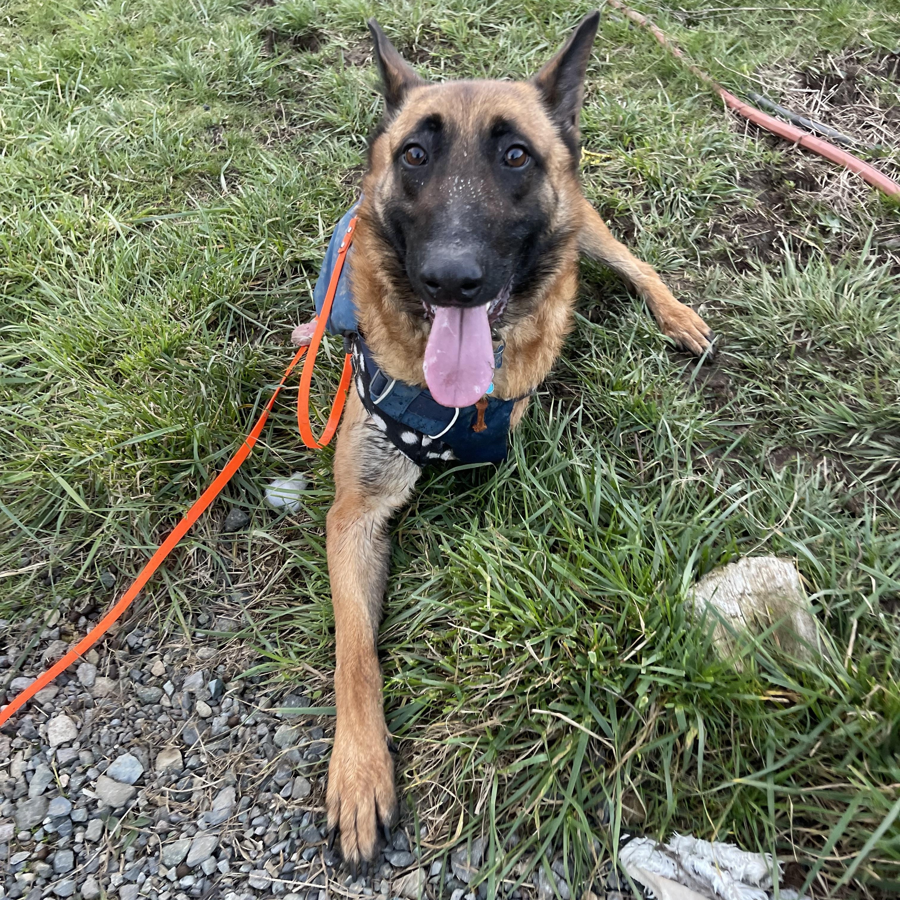 Hal , a ADOPTABLE Belgian Shepherd / Malinois in Oakville, WA image 3/5
