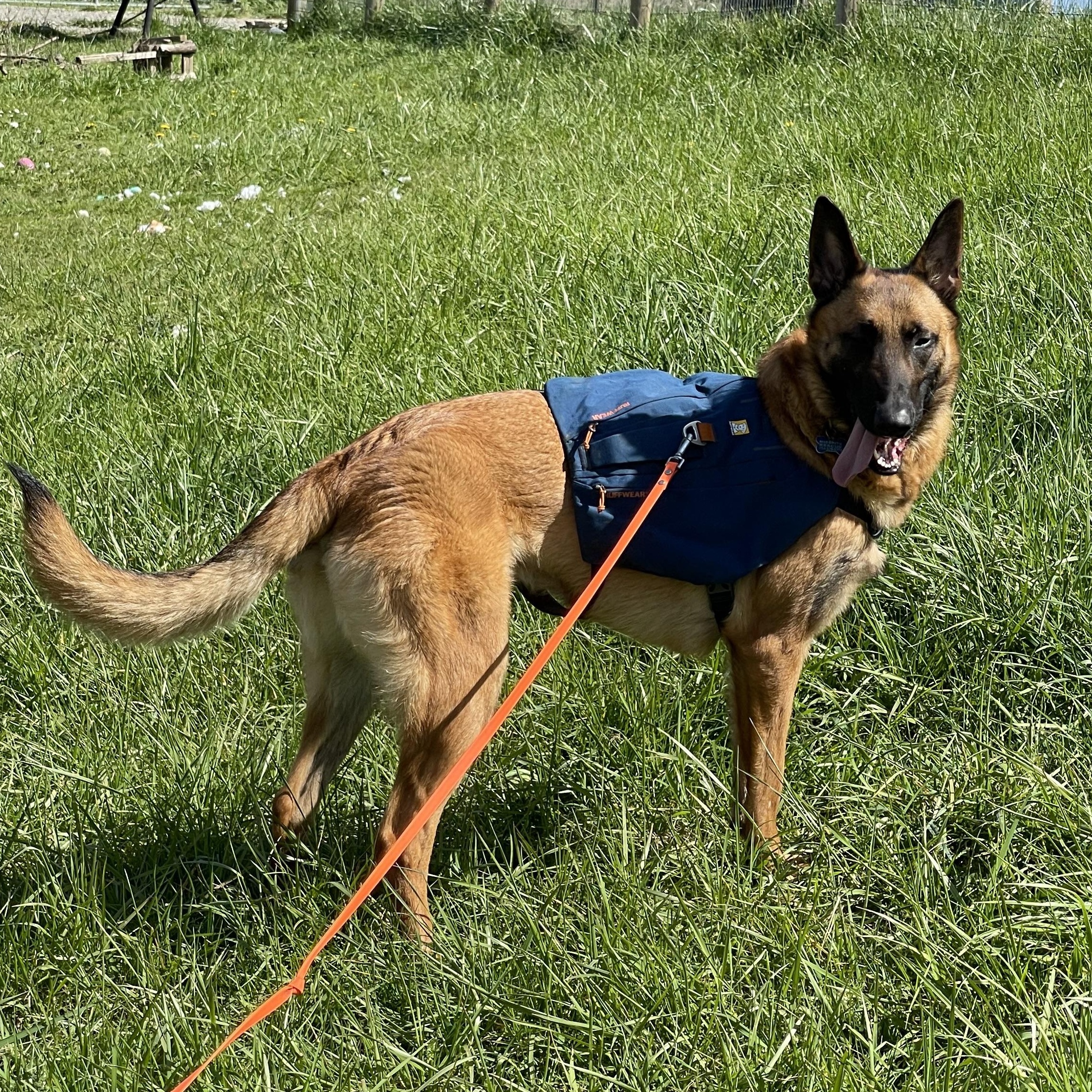 Hal , ADOPTABLE, Young Male Belgian Shepherd / Malinois.