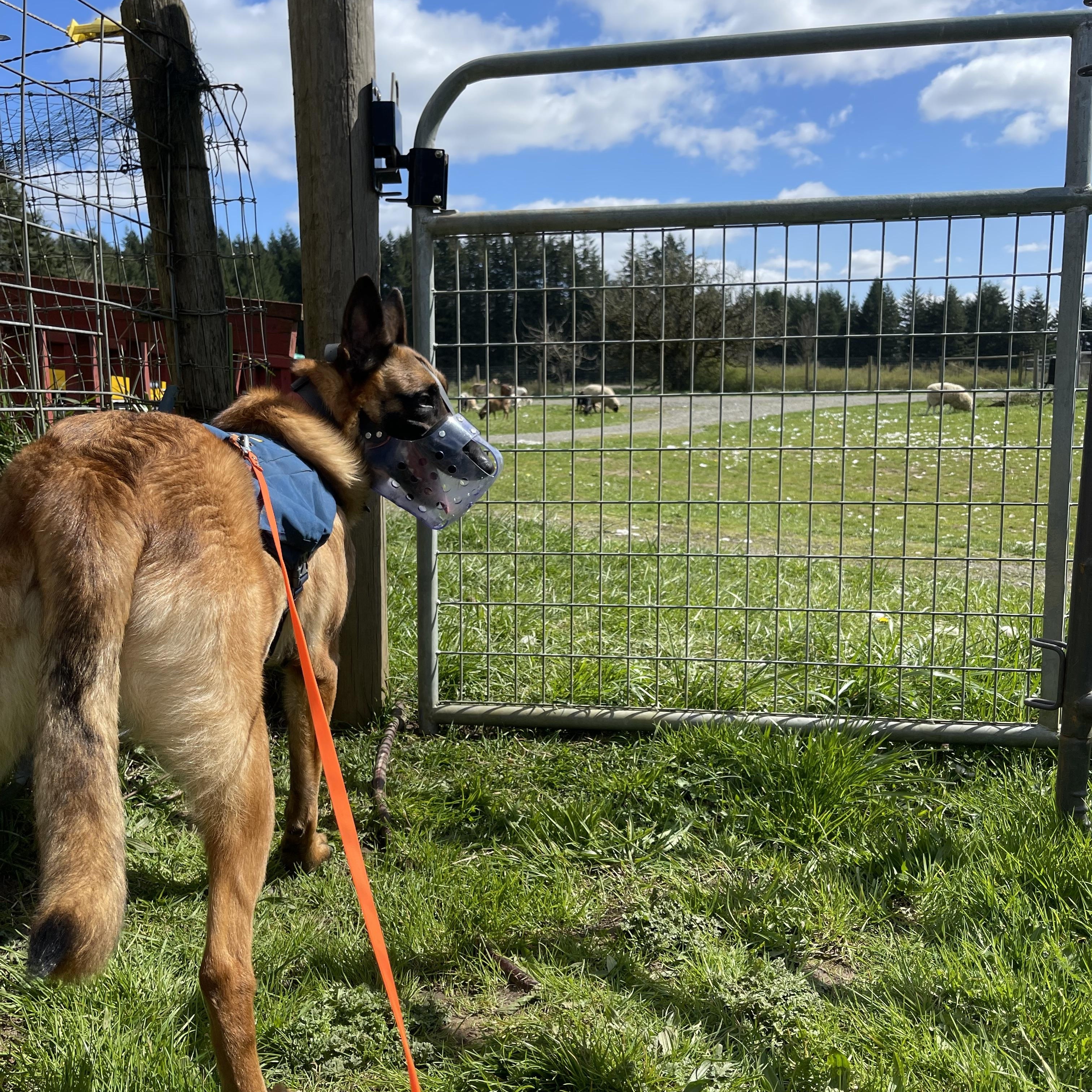 Hal , a ADOPTABLE Belgian Shepherd / Malinois in Oakville, WA image 5/5