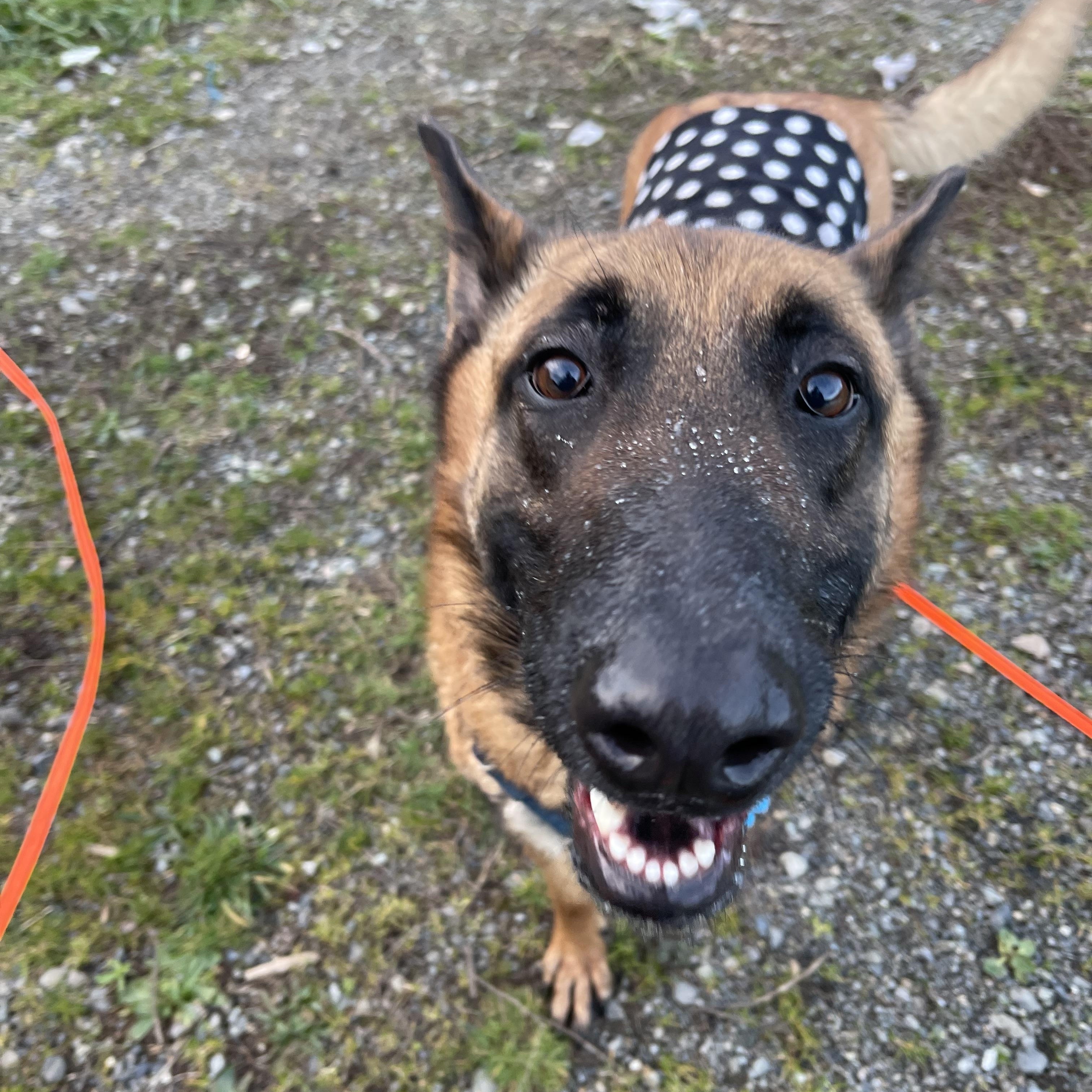 Hal , a ADOPTABLE Belgian Shepherd / Malinois in Oakville, WA image 2/5