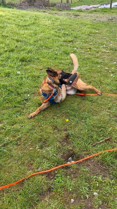 Enlarge Hal , a ADOPTABLE Belgian Shepherd / Malinois in Oakville, WA video 4/5
