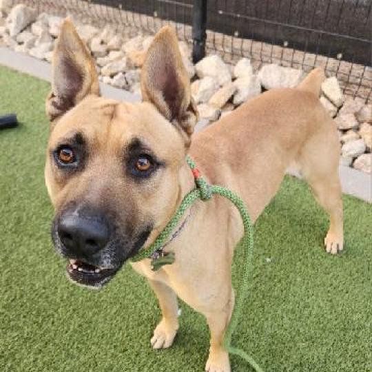 Blue, Adoptable, Adult Male German Shepherd Dog & Black Mouth Cur.