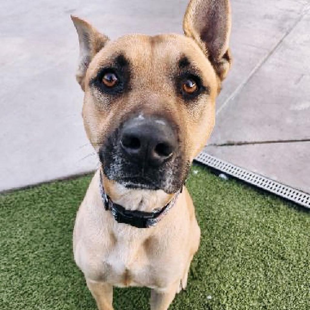 Enlarge Blue, a Adoptable mixed breed in Phoenix, AZ image 2/3