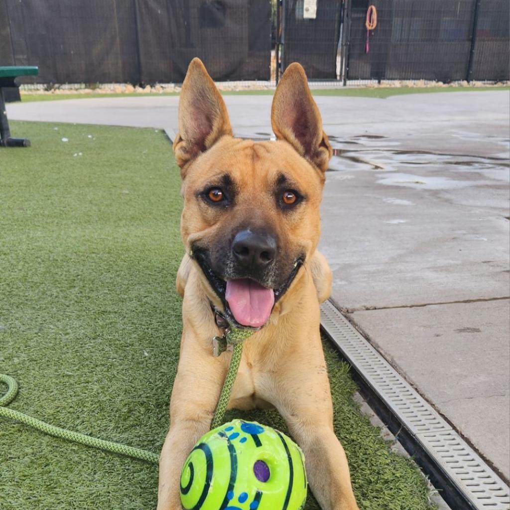 Enlarge Blue, a Adoptable mixed breed in Phoenix, AZ image 3/3