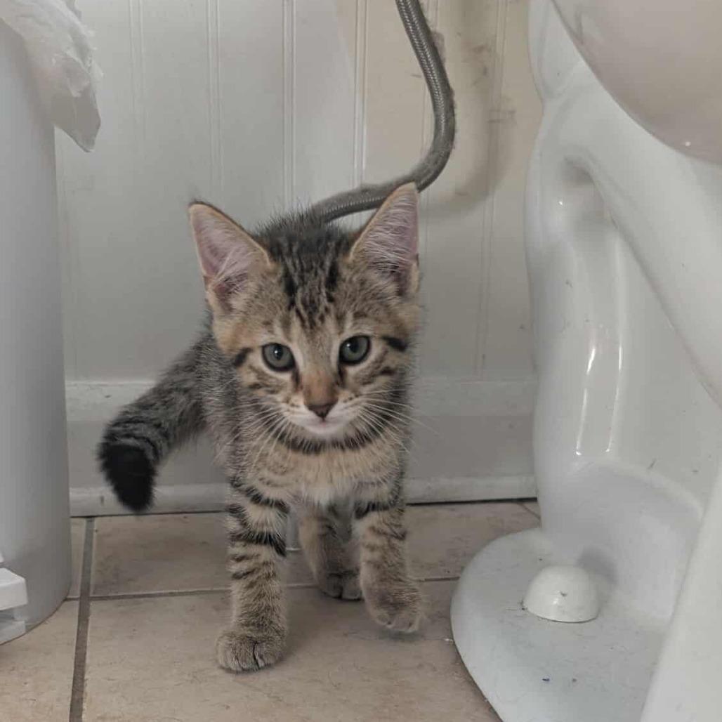 Zoey, Adoptable, Kitten Female Domestic Short Hair.