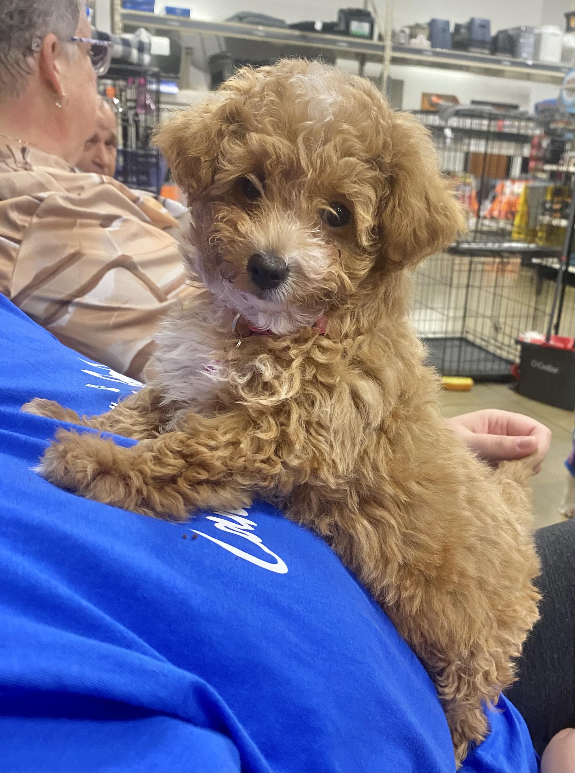 Enlarge Whippity Cream, an adopted mixed breed in warrenville, SC image 2/2