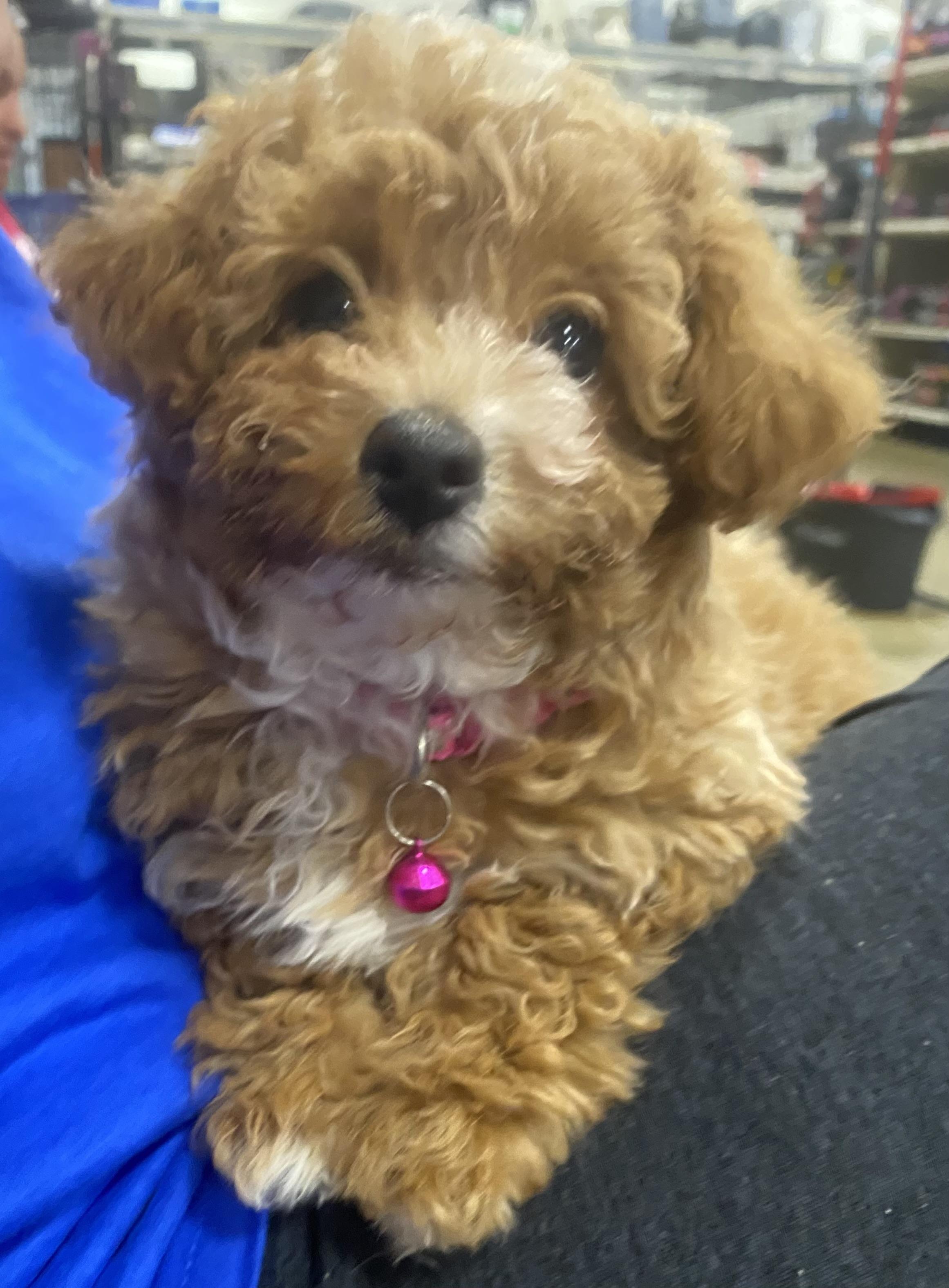 Enlarge Whippity Cream, an adopted mixed breed in warrenville, SC image 1/2