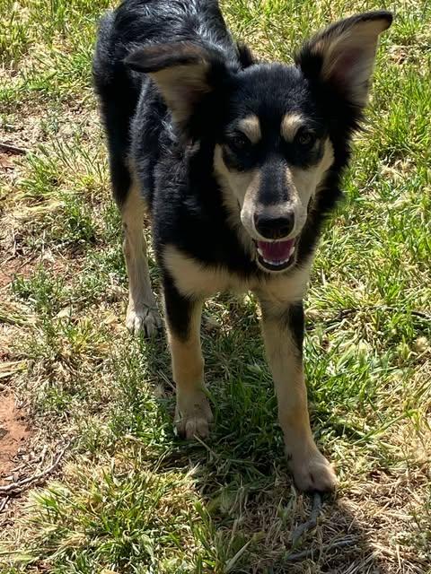 Elsa, Adoptable, Young Female Husky.