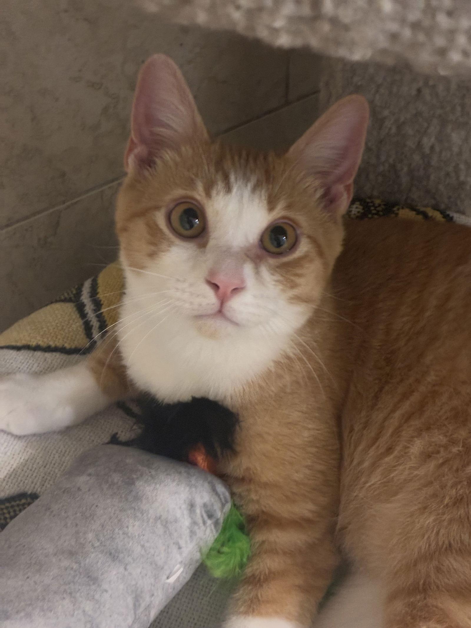 Charlie Ray thumbnail 4