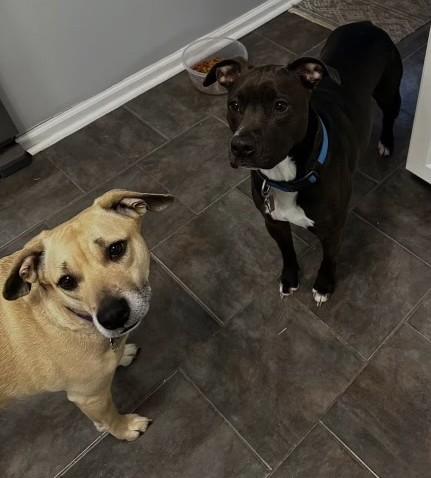 Nico & Lily, ADOPTABLE, Adult Male Pit Bull Terrier.
