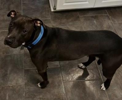 Enlarge Nico & Lily, a ADOPTABLE mixed breed in Richboro, PA image 2/3