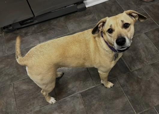 Enlarge Nico & Lily, a ADOPTABLE mixed breed in Richboro, PA image 3/3