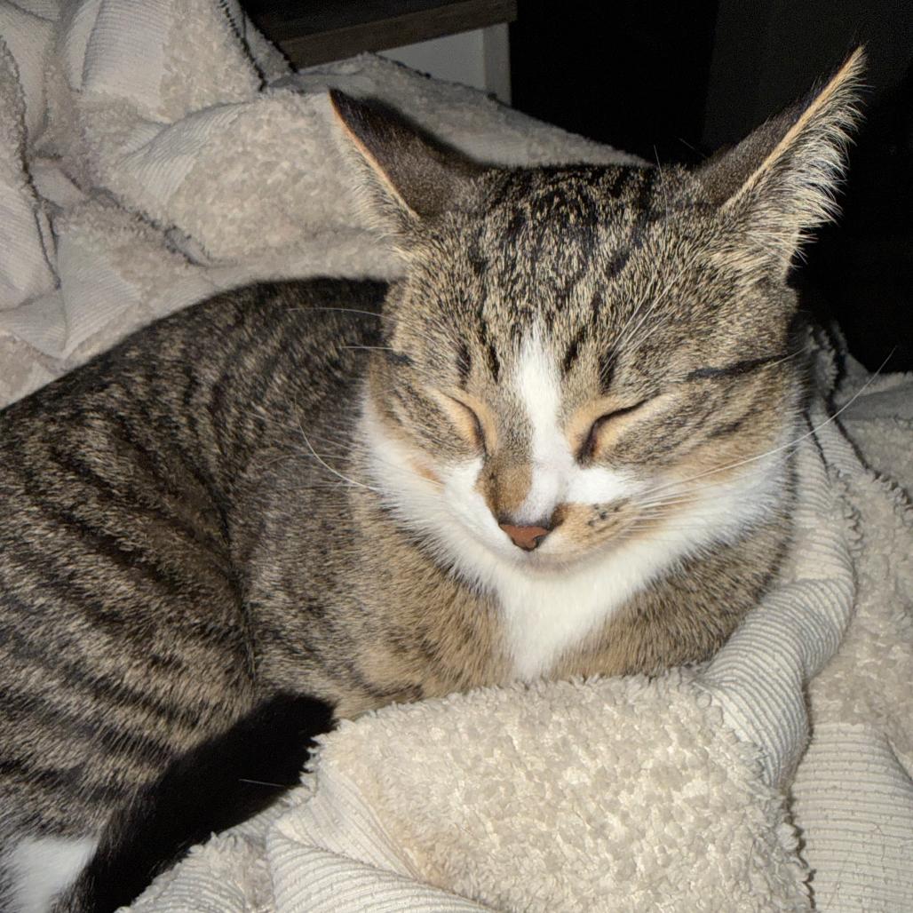 Enlarge Freckles - Bonded with Rex!, a Adoptable Domestic Short Hair in Bristol, IN image 1/1
