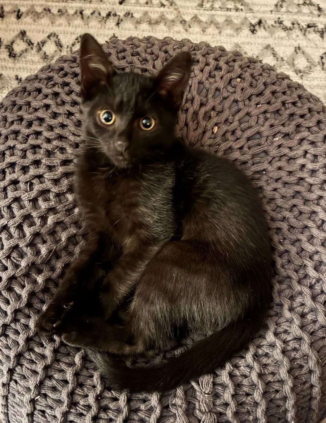 Ozzie, Adoptable, Young Male Domestic Short Hair.