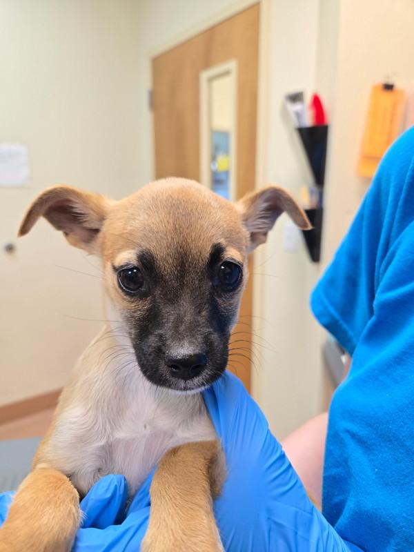Enlarge Darwin, a Adoptable mixed breed in Kennewick, WA image 1/1